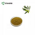 橄榄叶提取物橄榄苦甙Olive leaf extract Oleuropein 4