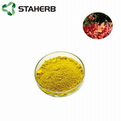 黄栌提取物漆黄素Cotinus coggygria Scop extract Fiset