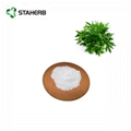 Artemisia carvifolia Extract Artemisinin powder 1