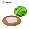 黄蒿提取物青蒿素Artemisia carvifolia Extract Artemisinin powder 2