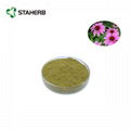 紫锥菊提取物菊苣酸2% Echinacea Purpurea Extract Cichoric acid 2%