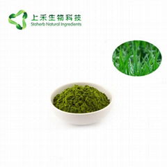 barley grass juice powder