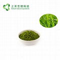 barley grass juice powder