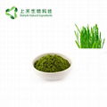 barley grass juice powder