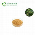 Great Burdock Achene Extract 1