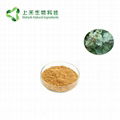 Great Burdock Achene Extract 2