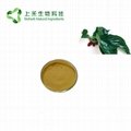 mulberry leaf extract 1-DNJ