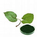 Mulberry Leaf-Extract Powder Sodium