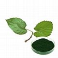 Mulberry Leaf-Extract Powder Sodium Copper Chlorophyll