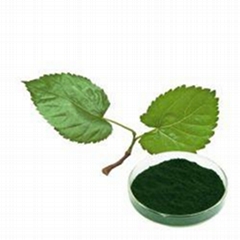 Mulberry Leaf-Extract Powder Sodium Copper Chlorophyll