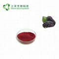 mulberry fruit juice powder 2