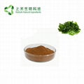 seaweed kelp extract