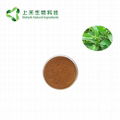 folium isatidis extract Indigowoad Leaf extract powder 2