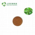 folium isatidis extract Indigowoad Leaf extract powder