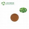 folium isatidis extract Indigowoad Leaf extract powder 3