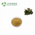 perilla leaf extract powder