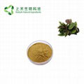 perilla leaf extract powder 3