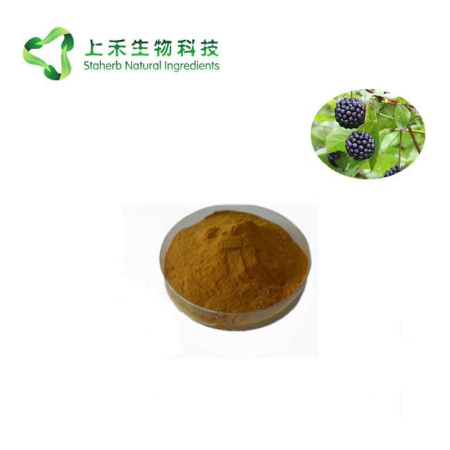 Siberian Ginseng Extract Eleutheroside Powder 2% 2