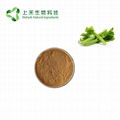 Celery seed extract powder 1