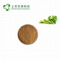 Celery seed extract powder 2