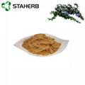 Rosemary extract carnosic acid 20% 1