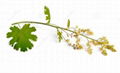 Macleaya cordate extract chelerythrine 98% 2