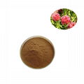 Rhodiola rosea extract rosavin