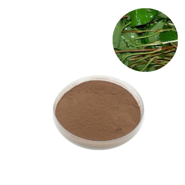 Natural Houttuynia Cordata Extract Powder 