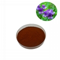 Top Quality Alfalfa Extract Powder