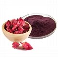hibiscus flower extract anthocyan