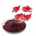 hibiscus flower extract anthocyan