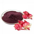 hibiscus flower extract anthocyan