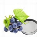 grape peel extract resveratrol