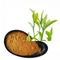 green tea extract polypenols 1
