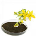 Forsythia Extract