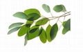 Eucalyptus oil 2