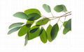 Eucalyptus oil