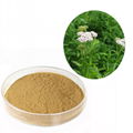 achillea millefolium Chiba yarrow extract powder 2