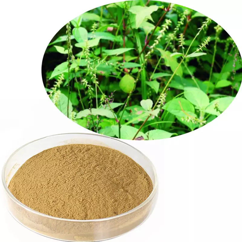 牛膝草根提取物 2