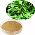 Achyranthes Extract