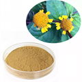 Acmella Oleracea Extract