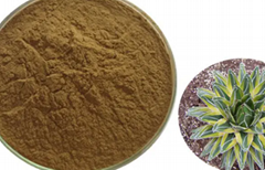 Agave Leaf Extract