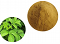 Agrimonia Pilosa Extract 1