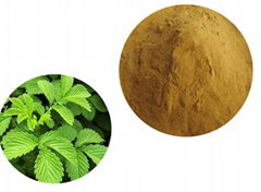 Agrimonia Pilosa Extract