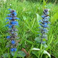 Ajuga Turkestanica Extract 2