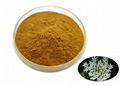 Alchemilla Vulgaris Extract 1