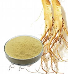 Western ginseng P.E