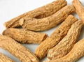 Western ginseng P.E 2