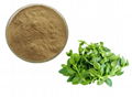 Andrographis paniculata Extract 2