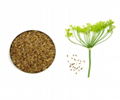 Anethum Graveolens Extract